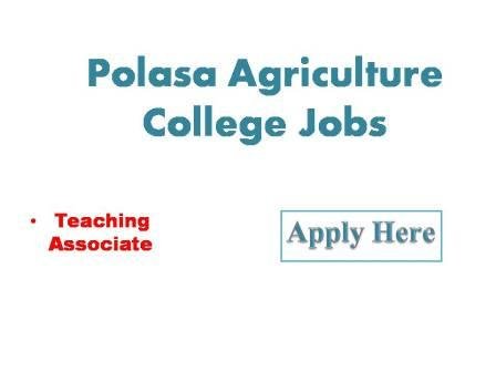 Polasa Agriculture College Jobs 2022 Professor Jayashankar Telangana State Agricultural university agricultural college Polasa